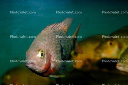 Cichlid [Cichlidae]