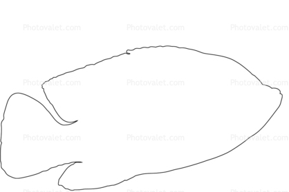 Cichlid [Cichlidae], outline, line drawing, shape