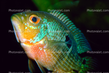 Iridescent Cichlid [Cichlidae]