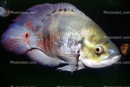 Oscar Cichlid [Cichlidae]