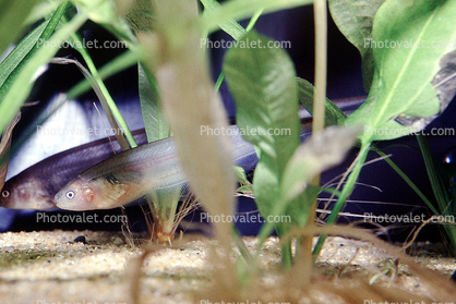 Glass Knifefish, (Eigenmannia Virescens)