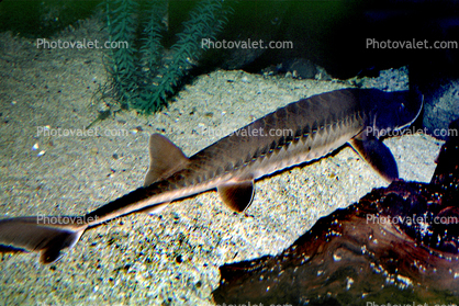 Shovelnose Sturgeon, (Scaphirhynchus platorynchus), Acipenseriformes, Acipenseridae, Rio Grande River Fish