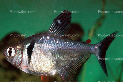 male, Black Phantom Tetra, (Hyphessobrycon megalopterus), Charican, Characin, Characiformes, Characidae