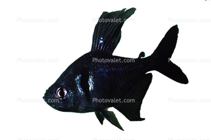 photo-object, object, cut-out, cutout, male, Black Phantom Tetra, (Hyphessobrycon megalopterus), Charican, Characin, Characiformes, Characidae