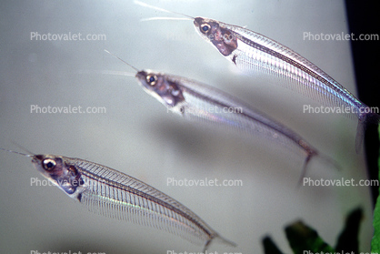 Glass Catfish, (Kryptopterus bicirrhis), Siluriformes, Siluridae