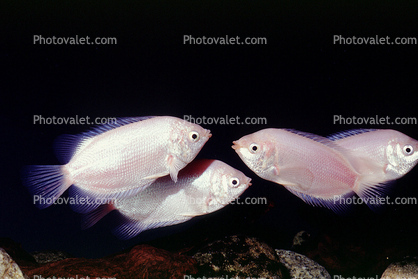 Kissing Gourami, (Helostoma temminckii), Perciformes, Anabantoidei, Helostomatidae