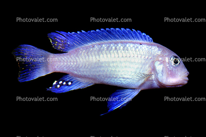 Eduard's Mbuna, (Pseudotropheus socolofi), Cichlid, [Cichlidae], Lake Malawi, Great Rift Valley, Africa, Powder Blue Cichlid