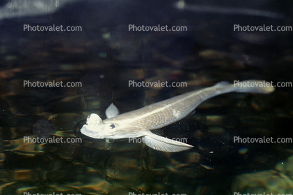 Four-eyed Fish, (Anableps anableps), Cyprinodontiformes, Anablepidae