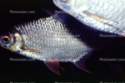 Tinfoil Barb, (Barbonymus schwanenfeldii), Cypriniformes, Cyprinidae