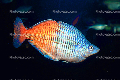 Rainbowfish [Melanotaeniidae], Banded Rainbowfish, (Melanotaenia trifasciata)