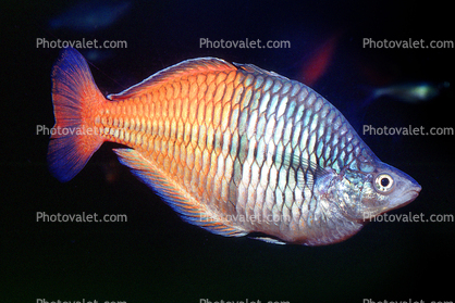 Boesemans Rainbowfish [Melanotaeniidae], Banded Rainbowfish, (Melanotaenia trifasciata)