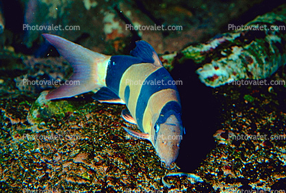 Clown Loach, (Chromobotia macracanthus), Cypriniformes, Cobitidae, Botiinae