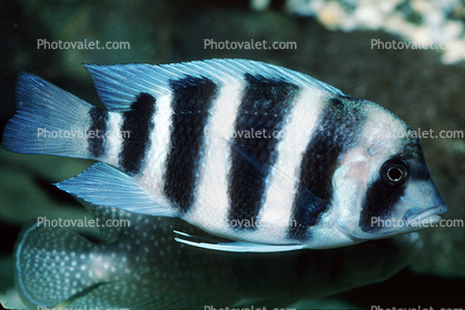 (Cyphotilapia frontosa), Perciformes, Cichlidae, Pseudocrenilabrinae, Cichlid, Lake Tanganyika, east Africa, pelagic fish
