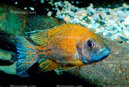 Benga Peacock, New Yellow Regal, (Aulonocara baenschi), Cichlid, [Cichlidae], Lake Malawi, Africa, Perciformes