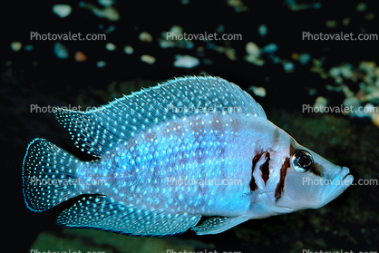 Pearly Calvus, (Altolamprologus calvus), Perciformes, Cichlidae, Pseudocrenilabrinae, Lake Tanganyika Cichlids