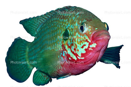 African Jewelfish photo-object, object, cut-out, cutout, Jewel Cichlid, (Hemichromis bimaculatus), Perciformes, Hemichromini, Pseudocrenilabrinae, [Cichlidae], Cichlids