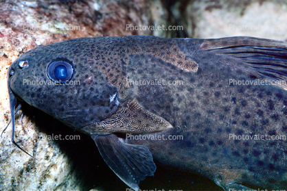 Syndontis catfish, Mandi, (Silurus clarias), Siluriformes, Mochokidae, upside-down catfish