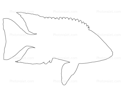 Cichlid [Cichlidae]outline, line drawing, shape
