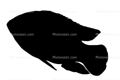African jewelfish silhouette, Jewel Cichlid, (Hemichromis bimaculatus), Perciformes, [Cichlidae], shape, logo