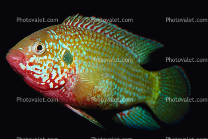 African Jewelfish, Jewel Cichlid, (Hemichromis bimaculatus), Perciformes, Hemichromini, Pseudocrenilabrinae, [Cichlidae], Cichlids