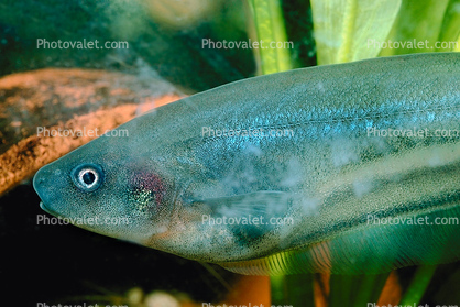 African Knife Fish, Xenomystus nigri, Osteoglossiformes, Notopteridae