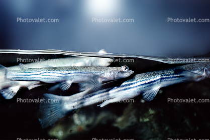 Four-eyed Fish, (Anableps anableps), Cyprinodontiformes, Anablepidae
