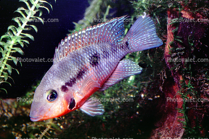 Firemouth Cichlid, (Thorichthys meeki), [Cichlidae], Perciformes