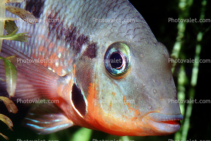 Firemouth Cichlid, (Thorichthys meeki), [Cichlidae], Perciformes
