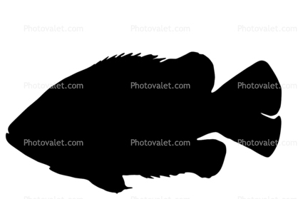 Rock Bass silhouette, (Ambloplites rupestris), [Centrarchidae], Perciformes, shape, logo