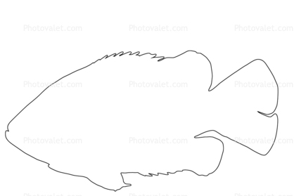 Rock Bass outline, line drawing, shape