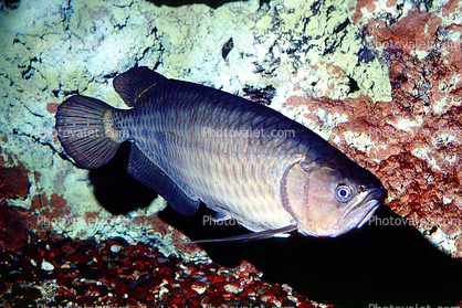 Black Arowana, (Osteoglossum ferreirai), Osteoglossiformes, Osteoglossidae, Osteoglossum, bony fishes