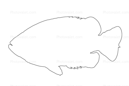 Rock Bass outline, (Ambloplites rupestris), [Centrarchidae], Perciformes, line drawing, shape