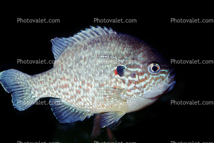 Bluegill Sunfish, (Lepomis macrochirus), Perciformes, Centrarchidae
