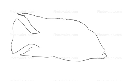Flavescent Peacock Cichlid outline, (Aulonocara stuartgranti), Perciformes, [Cichlidae], Cichlid, Lake Malawi, line drawing, shape