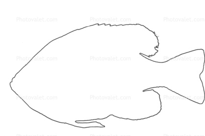 Bluegill Sunfish outline, (Lepomis macrochirus), Perciformes, Centrarchidae, line drawing, shape