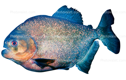 Red Bellied Piranha, (Pygocentrus nattereri), Charican, Characidae, Characin, Characiformes, photo-object, object, cut-out, cutout
