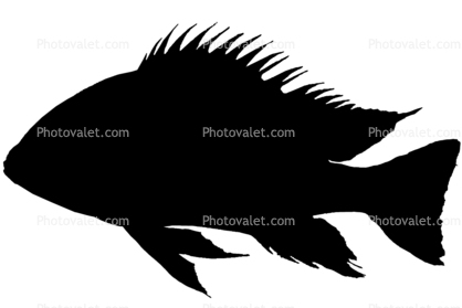 Cichlid [Cichlidae] silhouette, logo, shape