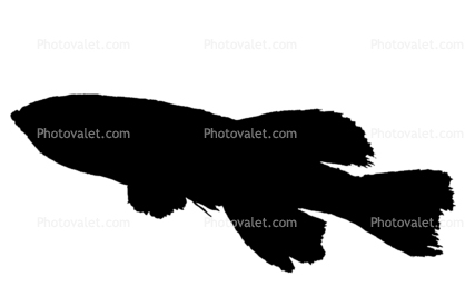 Guenther's Notho Silhouette, Nothobranchius guentheri, Killifish, Cyprinodontiformes, Aplocheilidae, eastern Tanzania, East Africa, logo, shape