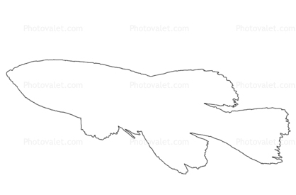 Guenther's Notho outline, Nothobranchius guentheri, Killifish, Cyprinodontiformes, Aplocheilidae, eastern Tanzania, East Africa, line drawing, shape