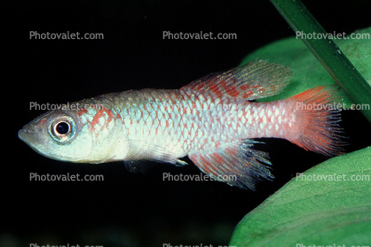 Guenther's Notho, Killifish, (Nothobranchius guentheri), Cyprinodontiformes, Aplocheilidae, eastern Tanzania