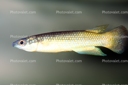 Malagasy Killifish, (Pachypanchax omalonotus), Aplochelidae, Madagascar