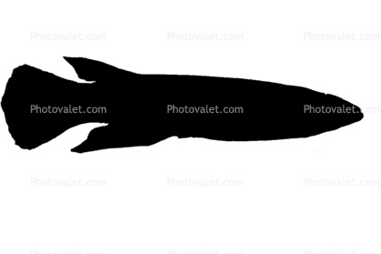 Malagasy Killifish Silhouette, (Pachypanchax omalonotus), Aplochelidae, Madagascar, logo, shape
