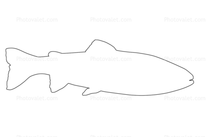 Trout outline, line drawing, shape