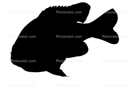 Longear Sunfish Silhouette, (Lepomis megalotis), [Centrarchidae], Perciformes, logo, shape
