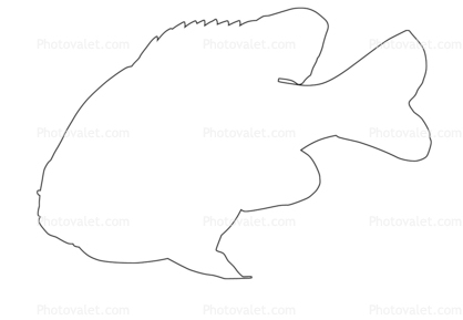 Longear Sunfish outline, (Lepomis megalotis), [Centrarchidae], Perciformes, line drawing, shape
