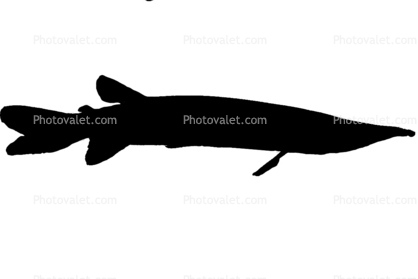 Pike Characin, Freshwater Barracuda Silhouette, (Ctenolucius hujeta), Characiformes, Erythrinoidea, Ctenoluciidae, logo, shape
