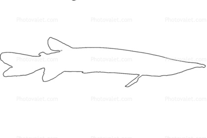 Pike Characin, Freshwater Barracuda outline, (Ctenolucius hujeta), Characiformes, Erythrinoidea, Ctenoluciidae, line drawing, shape