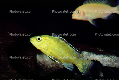 Albino Yellow Lab Cichlid, [Cichlidae]