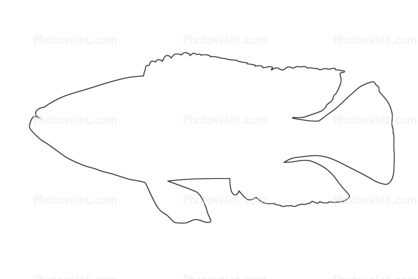 Eye-Biter outline, (Dimidiochromis compressiceps), [Cichlidae], Cichlid, Eyebiter, Perciformes, Lake Malawi, line drawing, shape
