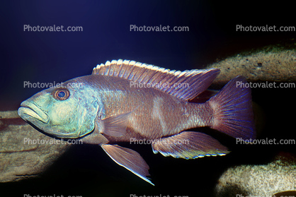 Eye-Biter, (Dimidiochromis compressiceps), [Cichlidae], Cichlid, Eyebiter, Perciformes, Lake Malawi, Africa, African